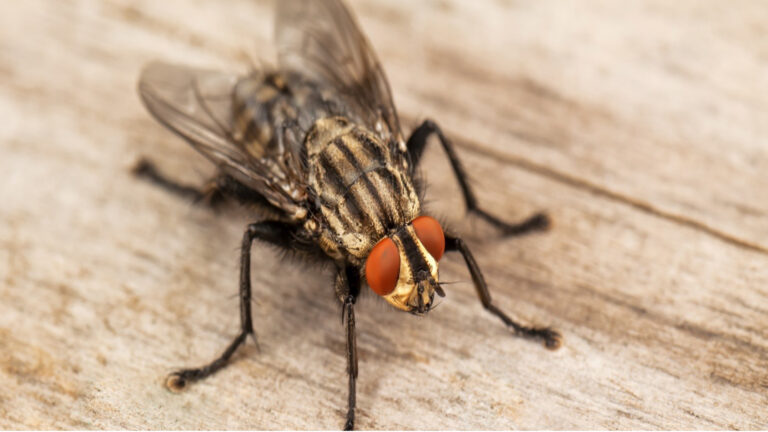 HOW TO KILL AND ELIMINATE FLIES