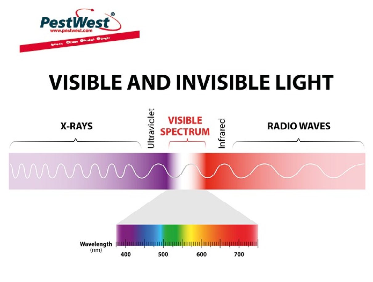 PW-UV-LIGHT-BLOG-web-Graphic-695x525px